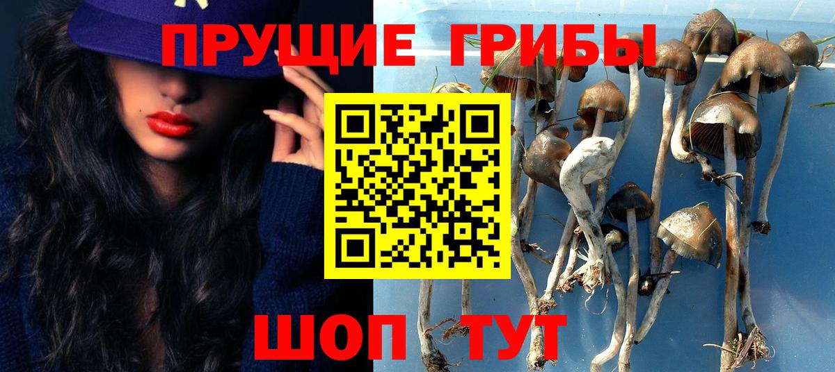 Галлюциногенные грибы Magic Shrooms  Вход с VPN  закладка  Кисловодск  Псилоцибиновые грибы Psilocybe 